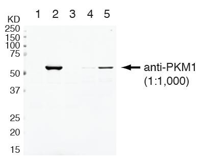 PKM1 Antibody - BSA Free NBP2-14833