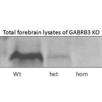 GABA-A R beta 3 Antibody - Azide Free NB300-199