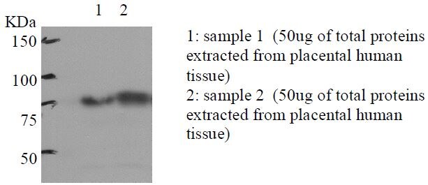 SR-BI Antibody - BSA Free NB400-101