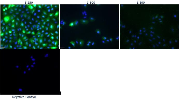 Lactate Dehydrogenase C Antibody - BSA Free NBP1-92065
