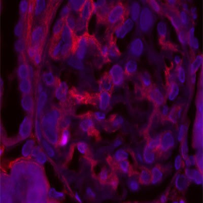 Tensin 1 Antibody - BSA Free NBP1-84129
