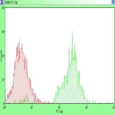 LYVE-1 Antibody [DyLight 488] NB100-725G