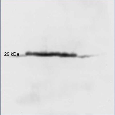 Carbonic Anhydrase II/CA2 Antibody - BSA Free NB600-919