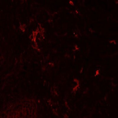 Angiopoietin-1 Antibody (MM0019-26B10) - Azide and BSA Free NB110-85464