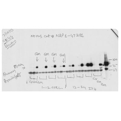 CD44 Antibody (8E2F3) - BSA Free NBP1-47386