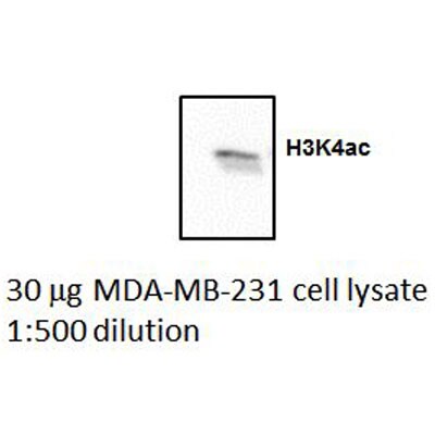 Histone H3 [ac Lys4] Antibody - BSA Free NB21-1024