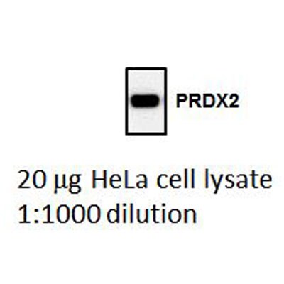 Peroxiredoxin 2 Antibody (4E10-2D2) - Azide and BSA Free H00007001-M01