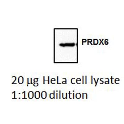 Peroxiredoxin 6 Antibody - BSA Free NBP2-19779