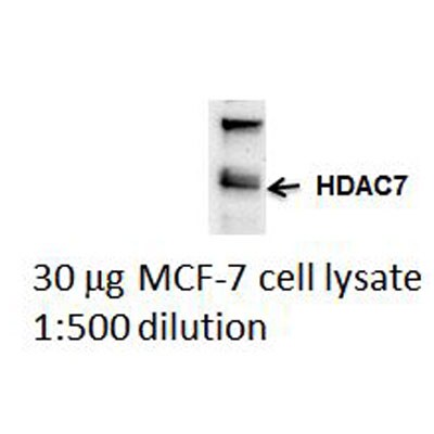 HDAC7 Antibody - BSA Free NBP1-44092