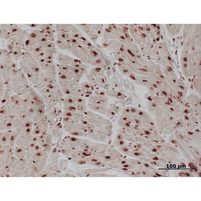 Histone H1 Antibody (1415-1 (21NC85)) - BSA Free NB100-65220