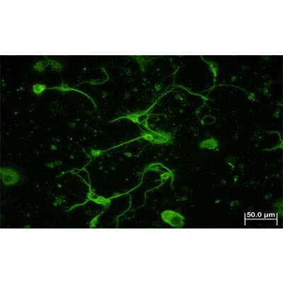 beta Tubulin Antibody - BSA Free NB600-936