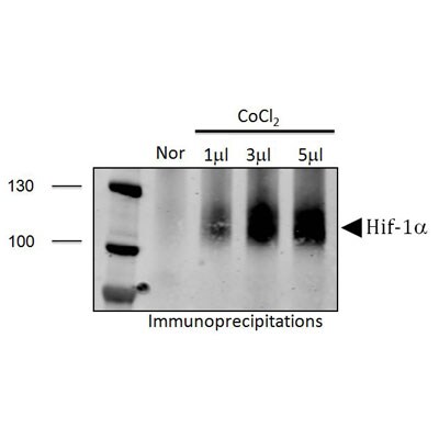HIF-1 alpha Antibody - BSA Free NB100-134