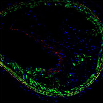 GFP Antibody [Biotin] NB100-1678