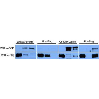 DYKDDDDK Epitope Tag Antibody [Agarose] NB600-351