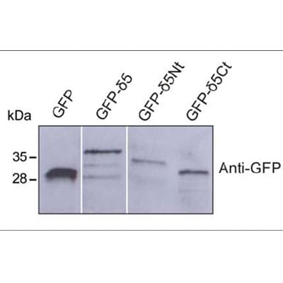 GFP Antibody - BSA Free NB600-303