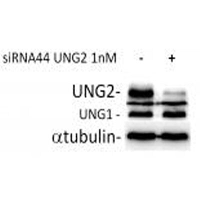 UNG Antibody - BSA Free NBP1-49985