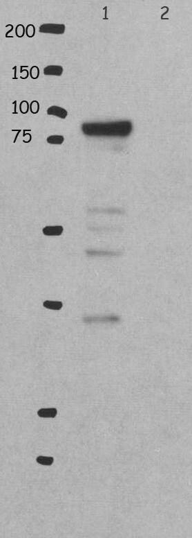 RASAL1 Antibody - BSA Free NBP1-32776