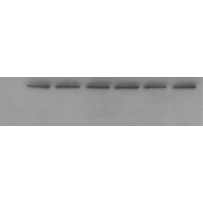 beta-Actin Antibody (AC-15) NB600-501