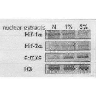 HIF-1 alpha Antibody (H1alpha67) NB100-105
