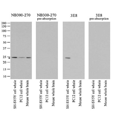 Park7/DJ-1 Antibody - BSA Free NB300-270