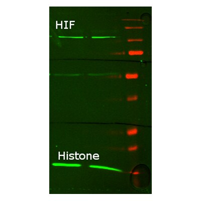 HIF-1 alpha Antibody NB100-449