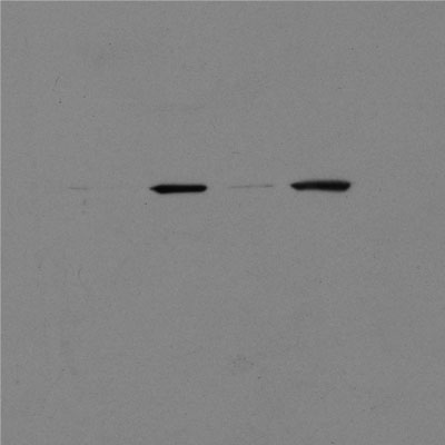 Mitofilin Antibody - BSA Free NB100-1919