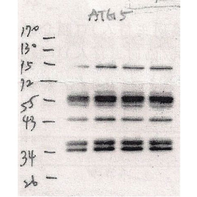 ATG5 Antibody - BSA Free NB110-53818