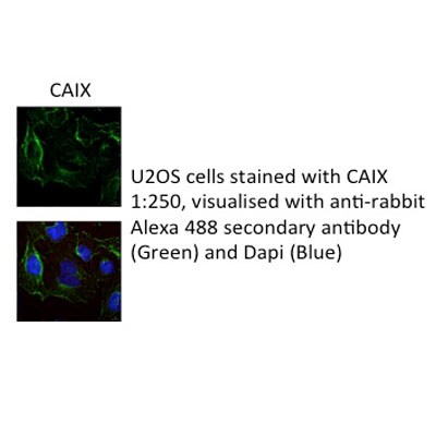 Carbonic Anhydrase IX/CA9 Antibody - BSA Free NB100-417