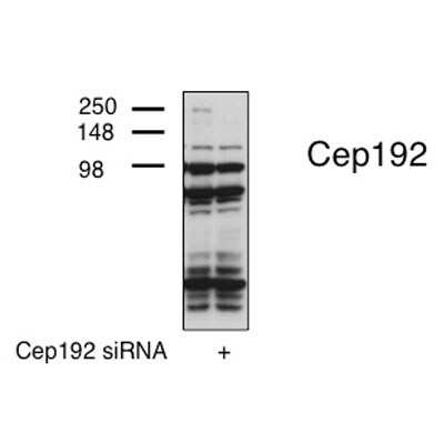 CEP192 Antibody - BSA Free NBP1-84634
