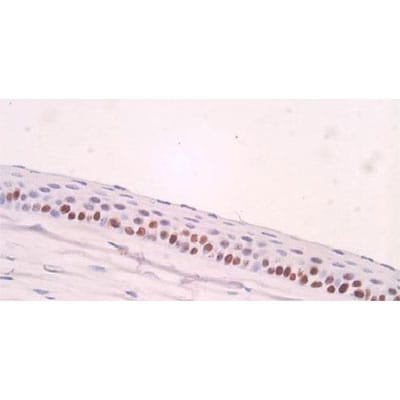PCNA Antibody (PC10) - BSA Free NB500-106