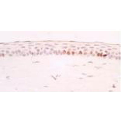 Ki67/MKI67 Antibody - BSA Free NB110-89719