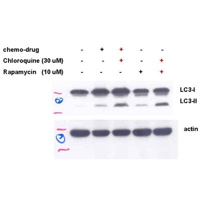 LC3A Antibody - BSA Free NB100-2331