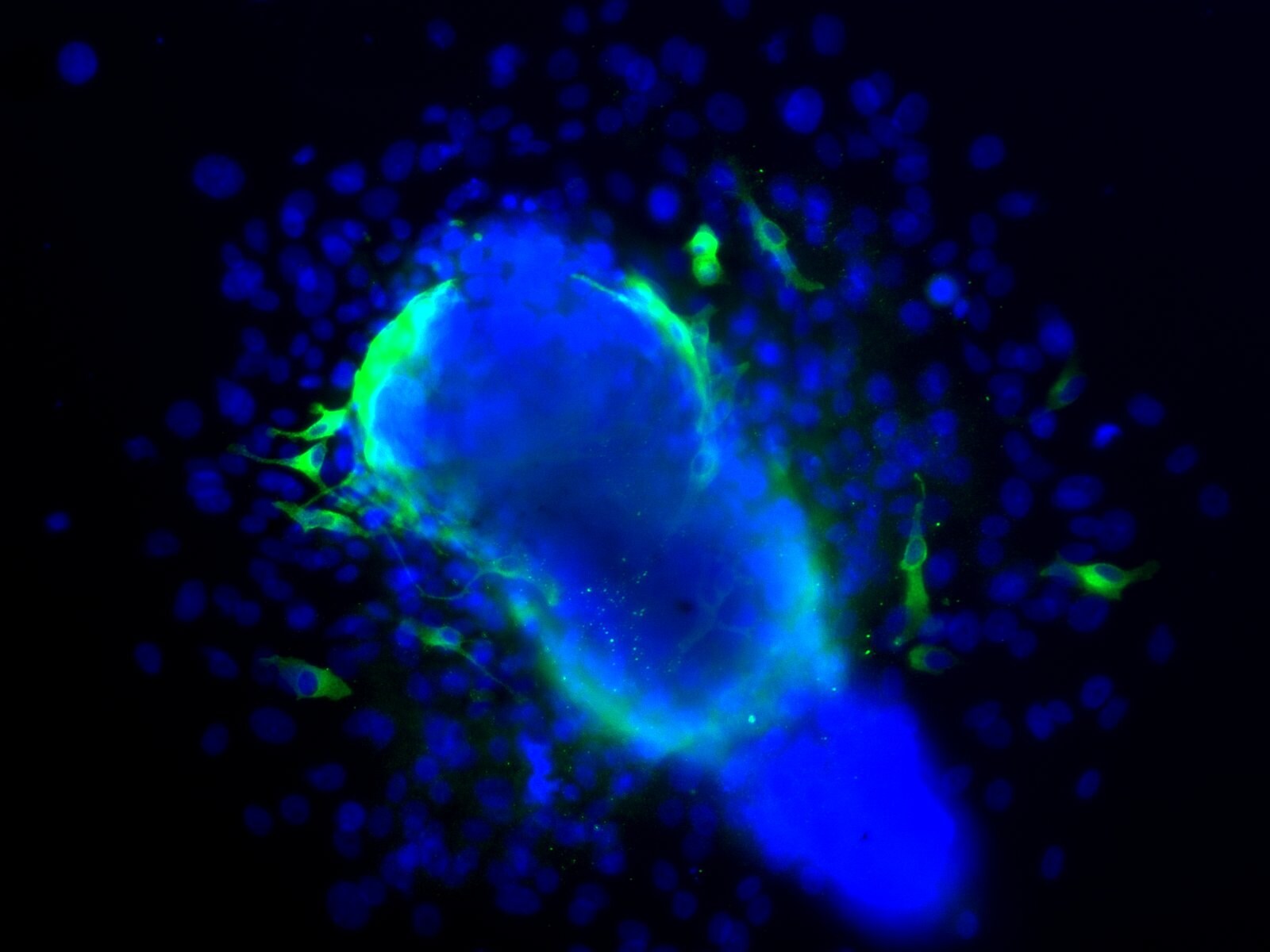 Melan-A/MART-1 Antibody (A19-P) NBP1-30151