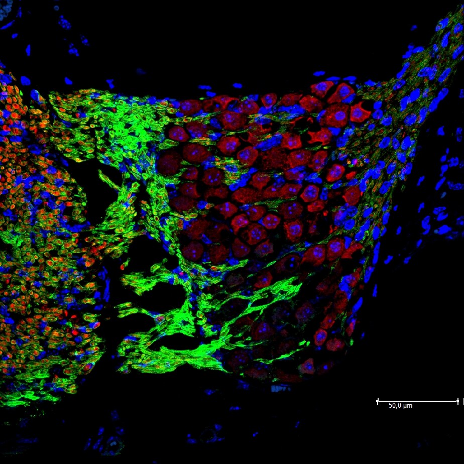 MAG/Siglec-4a Antibody - BSA Free NBP1-81817