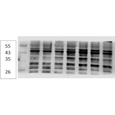 Caspase-9 Antibody (LAP6 96-2-22) - BSA Free NB500-209