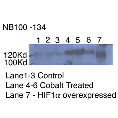 HIF-1 alpha Antibody - BSA Free NB100-134