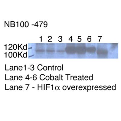 HIF-1 alpha Antibody - BSA Free NB100-479