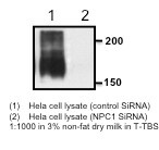 Niemann-Pick C1 Antibody - BSA Free NB400-148