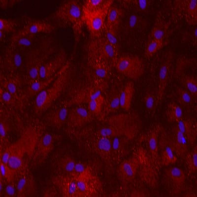 PBXIP1 Antibody NB100-81652