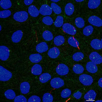 Mas Antibody - BSA Free NBP1-78444