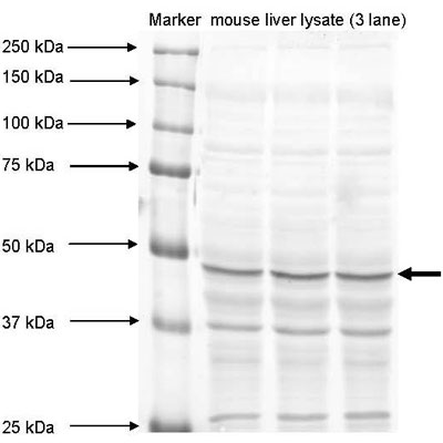 MAT1A Antibody - BSA Free NBP1-55120