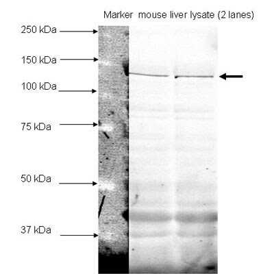 MTR Antibody NB100-791