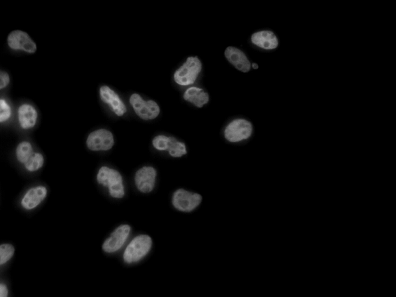 FUS Antibody - BSA Free NB100-565