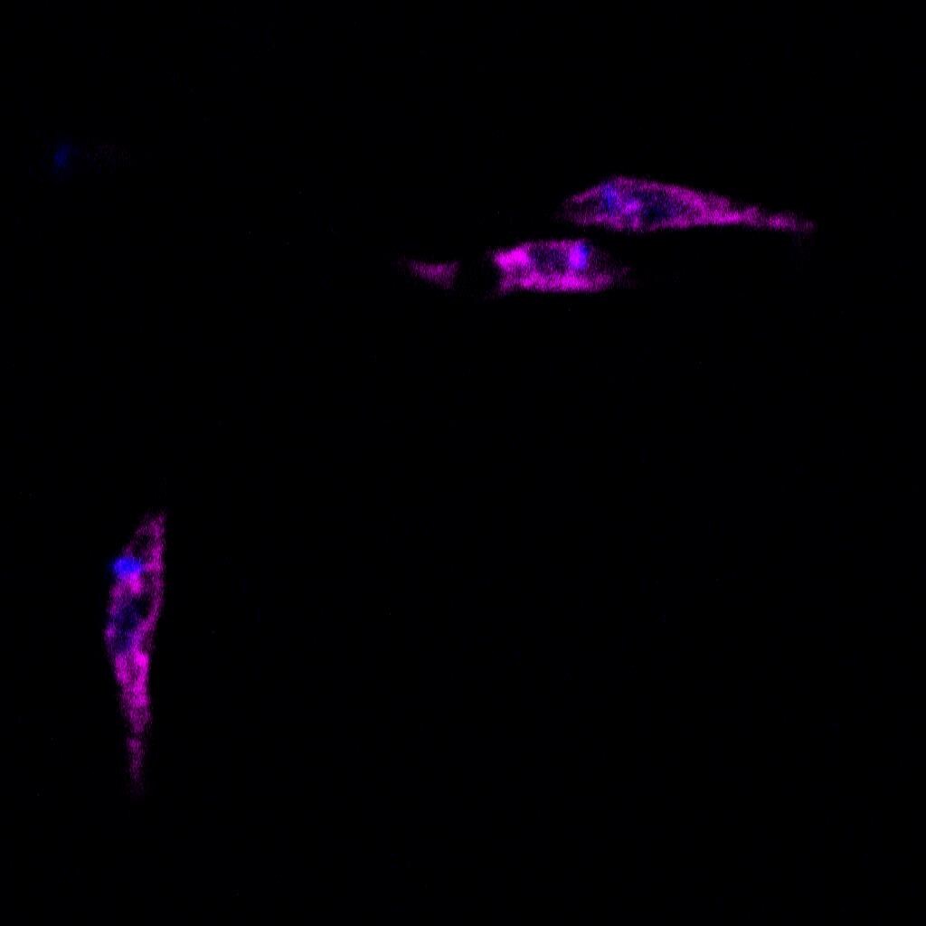 Actin Antibody (mAbGEa) - BSA Free NB100-74340