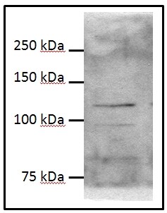 HIF-2 alpha/EPAS1 Antibody - BSA Free NB100-122