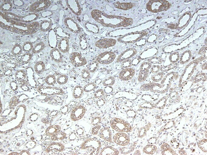 LRP2 Antibody (CD7D5) - Azide and BSA Free NB110-96417