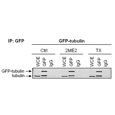 GFP Antibody - BSA Free NB600-308
