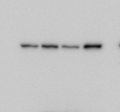 HIF-1 alpha Antibody - BSA Free NB100-479