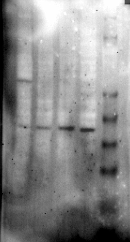 Mas Antibody - BSA Free NBP1-78444