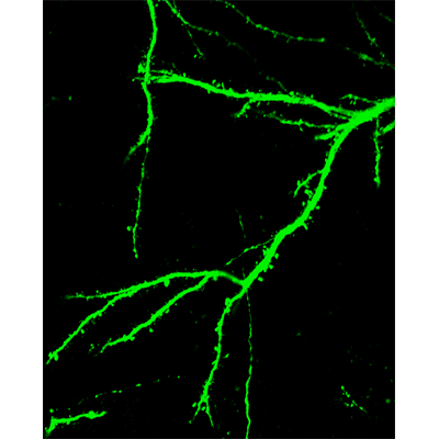 GFP Antibody - BSA Free NB100-1770